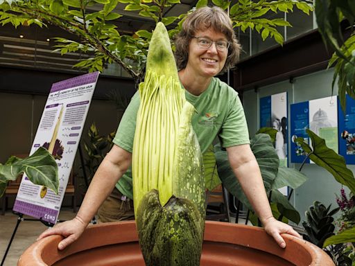Plug your nose! Malodorous corpse flower to bloom soon at Como Park Zoo and Conservatory