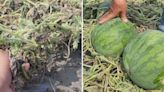 惡劣！ 近千顆西瓜將採收 遭人惡意「割斷根」
