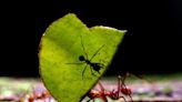 How many ants are crawling on Earth? Scientists say 20 quadrillion