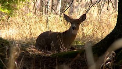 DNR announces field trial in Alpena Co. for study of vaccinating deer against bovine tuberculosis