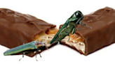 Metallic green bugs found in rangers’ candy in Smoky Mountains. Hikers, campers, beware