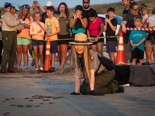 'We're not done': How Kemp's ridley sea turtles became endangered and what threats remain