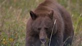 Fatal black bear attack in Northern California was first in state history, officials say