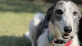 La perra rescatada en Arequito podrá viajar a La Plata, donde será adoptada