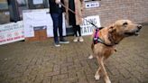 The rules on bringing your dog when voting in the Northern Ireland election