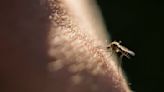 Viruses can change your scent to make you more attractive to mosquitoes, new research in mice finds