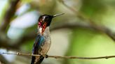 El ave más pequeña del mundo tiene una casa con jardín en Cuba