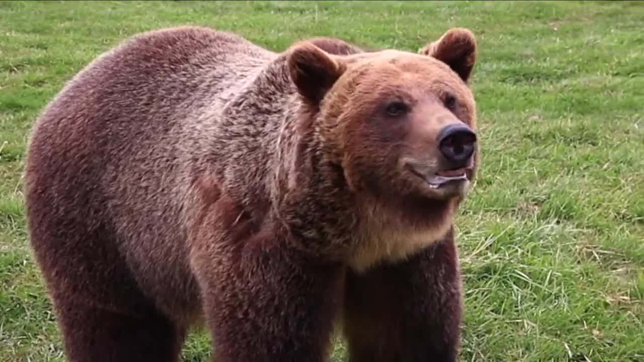 Grizzly bear killed after breaking into homes in Gardiner area