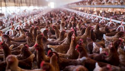 Avian flu outbreak raises a disturbing question: Is our food system built on poop?