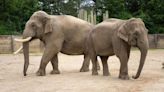 Longtime Ohio zoo elephants moving to new zoo this summer