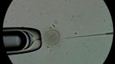 Científicos nipones logran generar precursores de espermatozoides y óvulos con células iPS