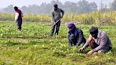 Farm sector gets boost as Agri Infra Fund mobilises Rs 73,194 crore: Eco Survey