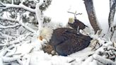 Why the eggs from Big Bear's internet-famous eagles may never hatch