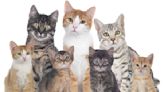 Hypoallergenic Cats: The Best Cat Breeds for People With Allergies