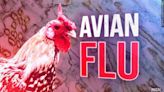 Avian flu detected at east New Mexico poultry facility - KVIA