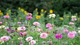 Are Zinnias Perennials or Annuals? Plus How to Plant Zinnia Seeds