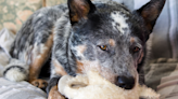 Seattle Shelter Has Sweetest Send-Off for Australian Cattle Dog Who Finally Got Adopted