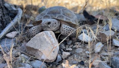 Scientists track juvenile desert tortoises released into the wild
