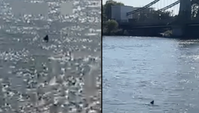 Brits point out scary detail as shark is spotted swimming in River Thames