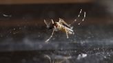 Dengue cases in Americas surpass last year's record high, WHO says