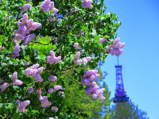 初夏率先席捲北海道的紫色風暴！5月札幌丁香節即將登場～