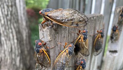 Cicada double invasion to "utterly cover" parts of the US, ecologist says