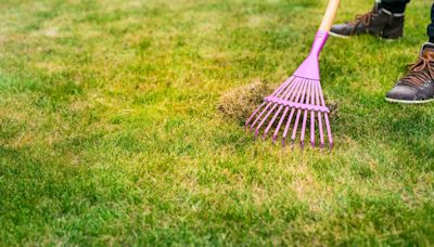 I’m a gardening expert -my £1 tip will revive your lawn, making it lush & green