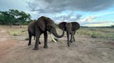 Study explores elephant greetings and how they change based on social relationships