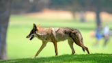 Coyote sightings in Southern California: How to stay safe