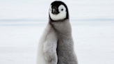 Nature Institute Shares Irresistible ‘Begging’ Sound Penguin Chicks Make When Hungry