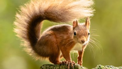 Leprosy ‘may have spread between red squirrels and humans in medieval England’