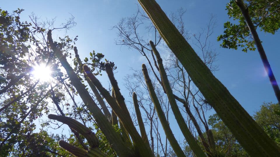 Rising seas wiped out an entire US species for the first time. Scientists say it’s a sign of things to come