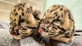 Nashville Zoo Welcomes Clouded Leopard Cub Twins — See Photos