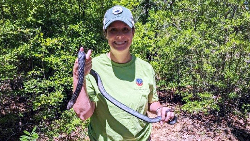 Eastern indigo snakes released into Conecuh National Forest - The Andalusia Star-News