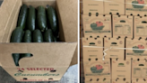 Cucumbers recalled for possible Salmonella contamination
