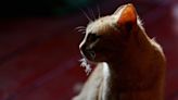 Highly pathogenic bird flu behind 'unusual deaths in cats' in Poland, WHO says