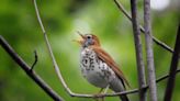 That wonderful sound you hear in the trees is from the wood thrush. Here's its story.