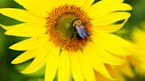 It's not just bees that are important for pollinating a garden. It's flies and birds, too!