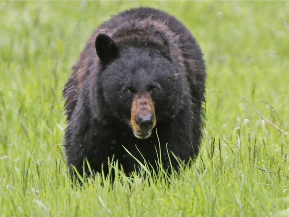 Black bear mauls 3-year-old girl in tent just north of Yellowstone National Park