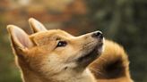 Shiba Inu Bucks Bitcoin Snoozefest Ahead of Shibarium Deployment