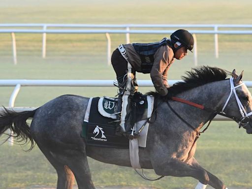 Preakness Winner Seize The Grey To Skip Haskell, Start In Jim Dandy