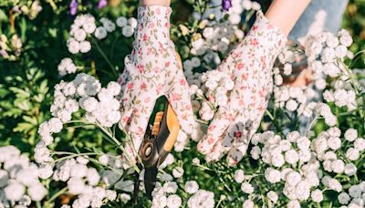 Gardener's clever hack to keep plants alive in summer using washing up sponges