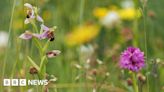 Spurn Point: Cows help bee orchids return to Spurn Point