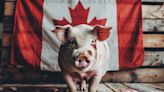 Canada Warns of Rising Pig Butchering and Crypto Investment Scams