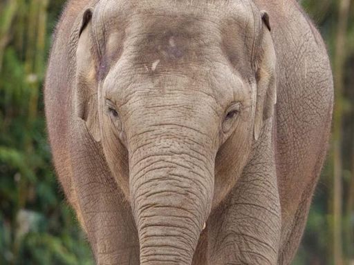 Second elephant dies from virus at Dublin Zoo