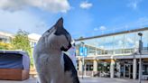 Pebbles the campus cat honoured with statue at his chosen university