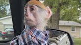 Agreement reached on penalty for owner of escaped Indianapolis monkey; unclear where monkey is now