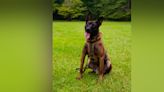 South Carolina K-9 officer killed in the line of duty