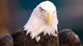 2 men cited for killing, planning to eat American bald eagle
