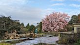 Mild weather prompts blossom weeks early in sign of ‘rapidly changing climate’